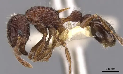 Tetramorium taylori specimen CASENT0901045 image casent0901045_3