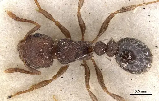 Tetramorium tenebrosum specimen CASENT0901155 image casent0901155_1