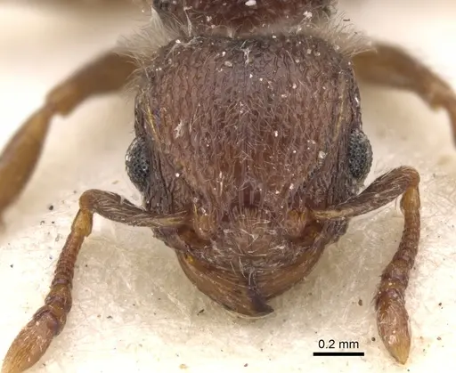 Tetramorium tenebrosum specimen CASENT0901155 image casent0901155_2