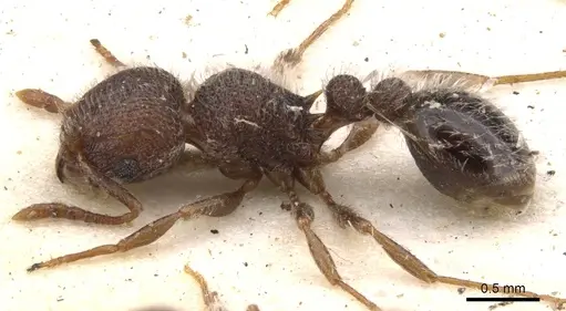 Tetramorium tenebrosum specimen CASENT0901155 image casent0901155_3