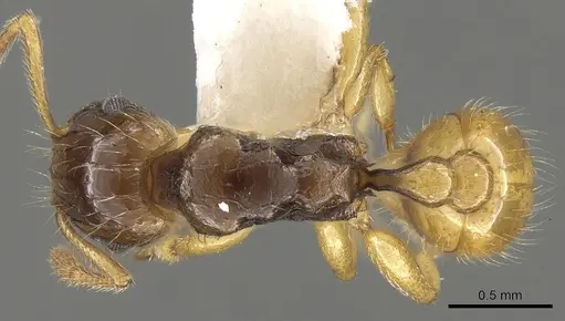Tetramorium tenuicrine specimen CASENT0280898 image casent0280898_1