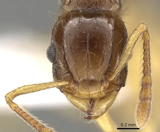 Tetramorium tenuicrine specimen CASENT0280898 image casent0280898_2