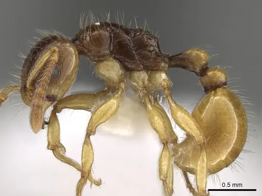 Tetramorium tenuicrine specimen CASENT0280898 image casent0280898_3