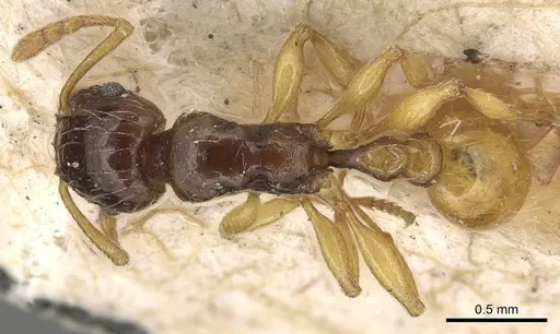 Tetramorium tenuicrine specimen CASENT0915085 image casent0915085_1