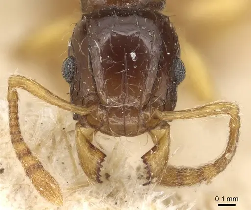 Tetramorium tenuicrine specimen CASENT0915085 image casent0915085_2