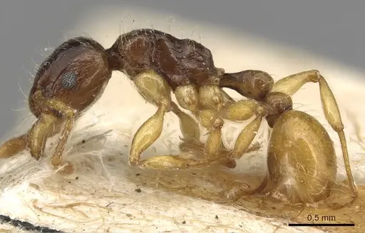 Tetramorium tenuicrine specimen CASENT0915085 image casent0915085_3