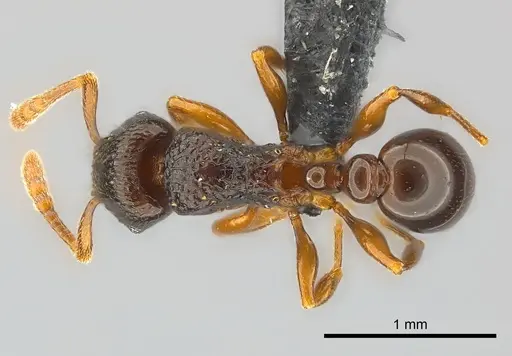 Tetramorium tenuinode specimen CASENT0039655 image casent0039655_1