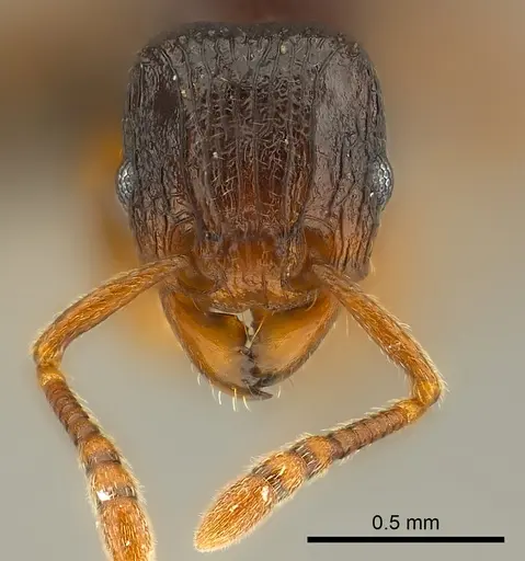 Tetramorium tenuinode specimen CASENT0039655 image casent0039655_2