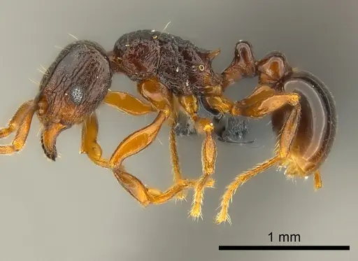 Tetramorium tenuinode specimen CASENT0039655 image casent0039655_3
