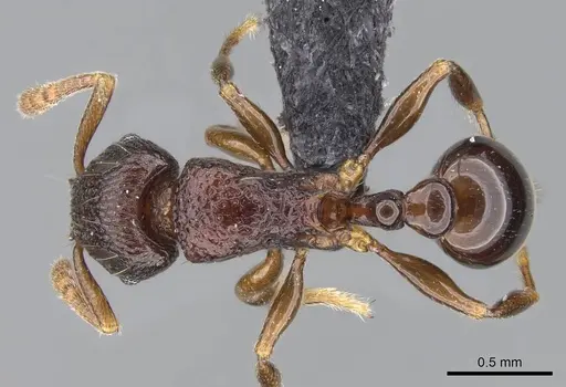 Tetramorium tenuinode specimen CASENT0040115 image casent0040115_1