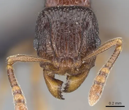 Tetramorium tenuinode specimen CASENT0040115 image casent0040115_2