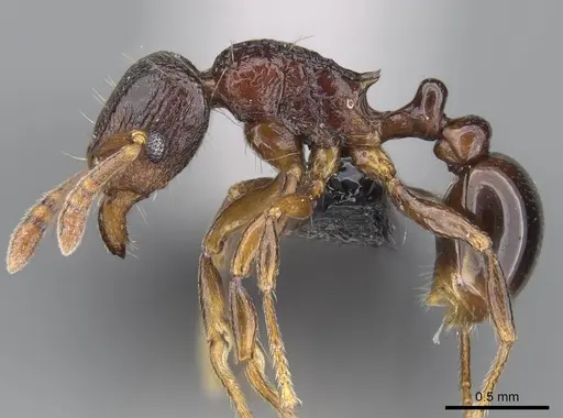Tetramorium tenuinode specimen CASENT0040115 image casent0040115_3