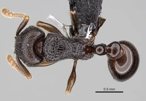 Tetramorium tenuinode specimen CASENT0162682 image casent0162682_1