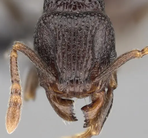 Tetramorium tenuinode specimen CASENT0162682 image casent0162682_2