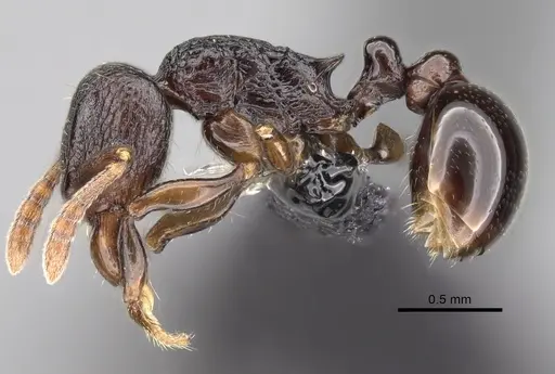 Tetramorium tenuinode specimen CASENT0162682 image casent0162682_3