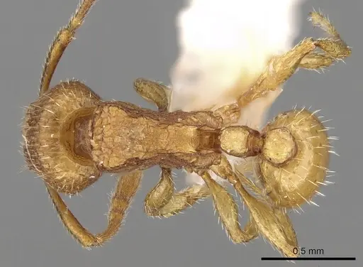 Tetramorium termitobium specimen CASENT0280902 image casent0280902_1