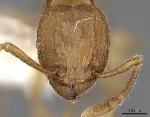 Tetramorium termitobium specimen CASENT0280902 image casent0280902_2