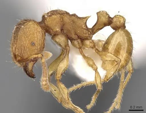 Tetramorium termitobium specimen CASENT0280902 image casent0280902_3