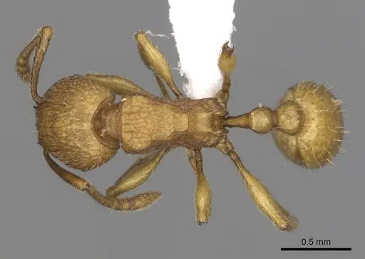 Tetramorium termitobium specimen CASENT0316975 image casent0316975_1