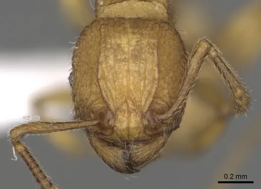 Tetramorium termitobium specimen CASENT0316975 image casent0316975_2