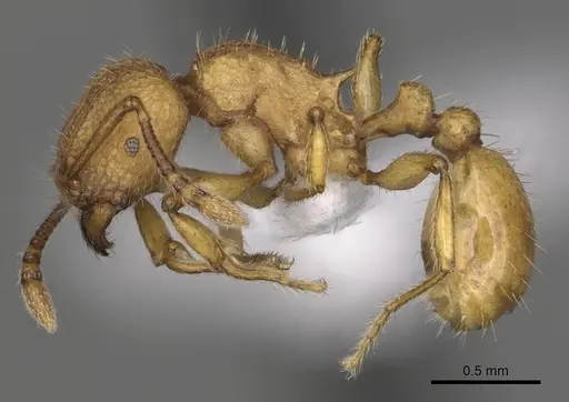 Tetramorium termitobium specimen CASENT0316975 image casent0316975_3