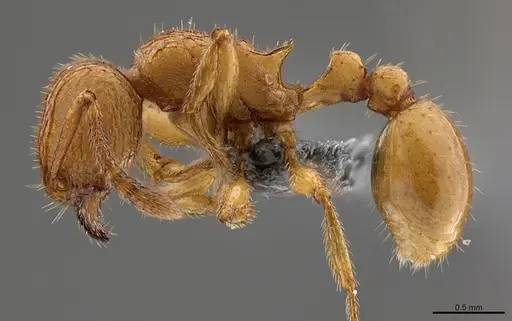 Tetramorium termitobium specimen CASENT0365837 image casent0365837_1