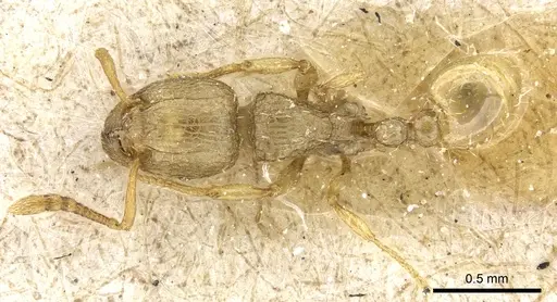 Tetramorium termitobium specimen CASENT0904845 image casent0904845_1