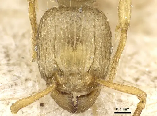 Tetramorium termitobium specimen CASENT0904845 image casent0904845_2