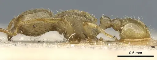 Tetramorium termitobium specimen CASENT0904845 image casent0904845_3