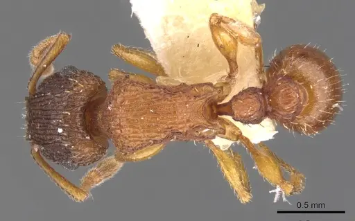 Tetramorium thalidum specimen CASENT0901042 image casent0901042_1
