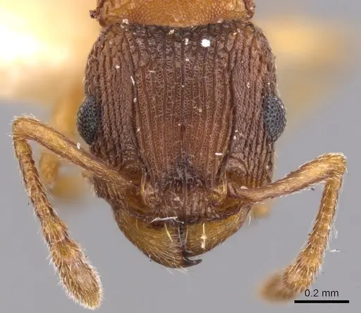 Tetramorium thalidum specimen CASENT0901042 image casent0901042_2