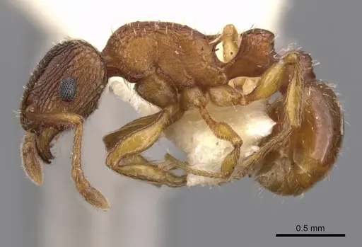 Tetramorium thalidum specimen CASENT0901042 image casent0901042_3