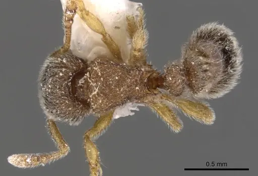 Tetramorium thoth specimen CASENT0901133 image casent0901133_1