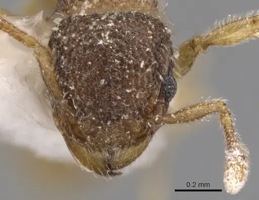 Tetramorium thoth specimen CASENT0901133 image casent0901133_2