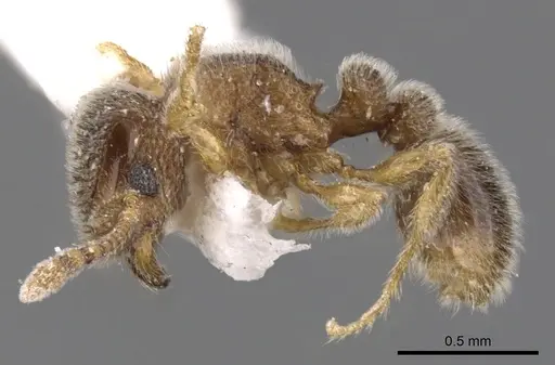 Tetramorium thoth specimen CASENT0901133 image casent0901133_3