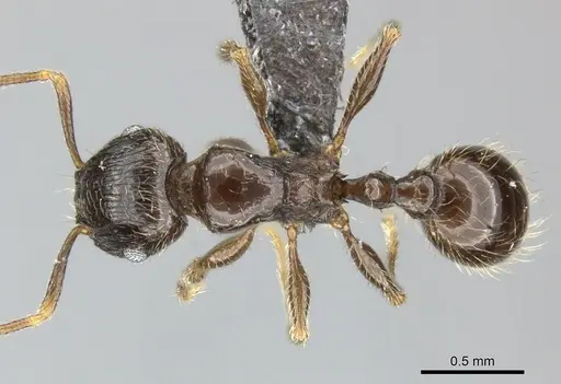 Tetramorium titus specimen CASENT0249010 image casent0249010_1