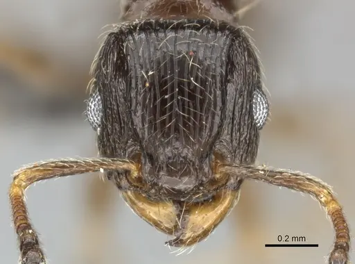 Tetramorium titus specimen CASENT0249010 image casent0249010_2