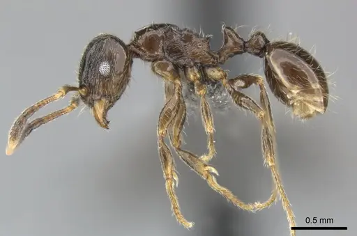 Tetramorium titus specimen CASENT0249010 image casent0249010_3