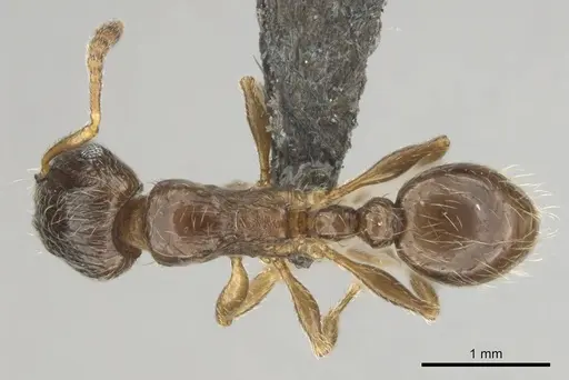 Tetramorium titus specimen CASENT0250890 image casent0250890_1