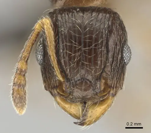 Tetramorium titus specimen CASENT0250890 image casent0250890_2