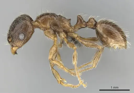 Tetramorium titus specimen CASENT0250890 image casent0250890_3