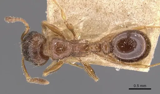 Tetramorium titus specimen CASENT0909161 image casent0909161_1