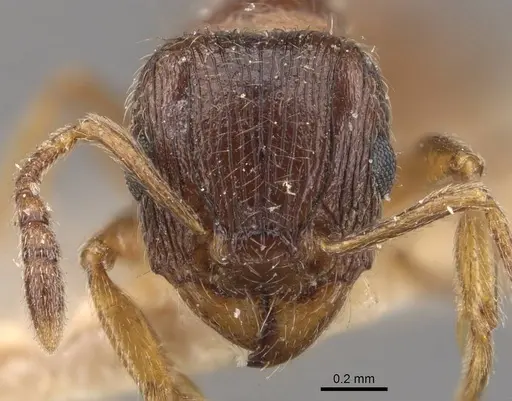 Tetramorium titus specimen CASENT0909161 image casent0909161_2