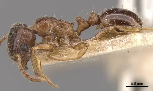 Tetramorium titus specimen CASENT0909161 image casent0909161_3