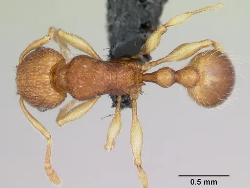 Tetramorium tonganum specimen CASENT0103250 image casent0103250_1