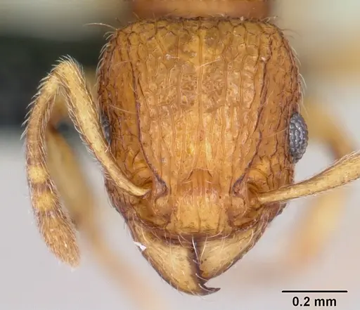 Tetramorium tonganum specimen CASENT0103250 image casent0103250_2