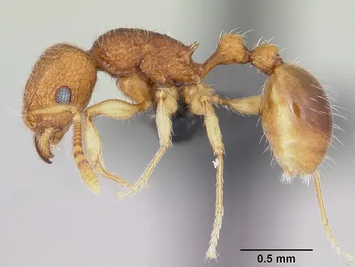 Tetramorium tonganum specimen CASENT0103250 image casent0103250_3