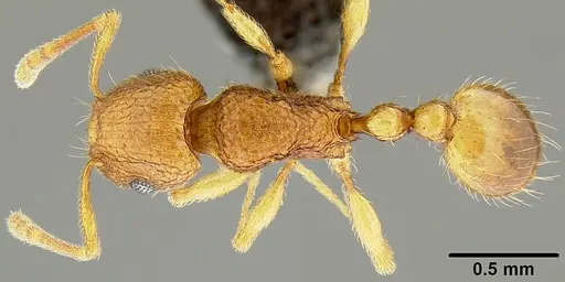 Tetramorium tonganum specimen CASENT0171074 image casent0171074_1