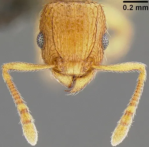 Tetramorium tonganum specimen CASENT0171074 image casent0171074_2