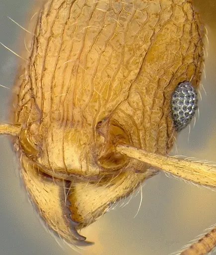 Tetramorium tonganum specimen CASENT0171074 image casent0171074_3
